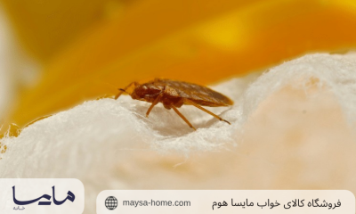 حشره رختخواب