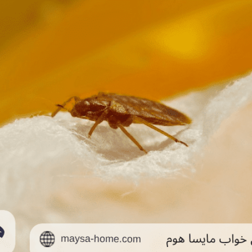 حشره رختخواب